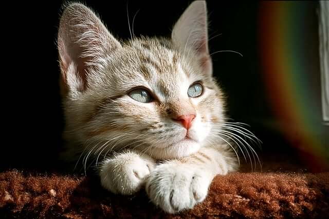 반려동물 질병의 종류 &mdash; 미리 알아두면 지킬 수 있는 건강