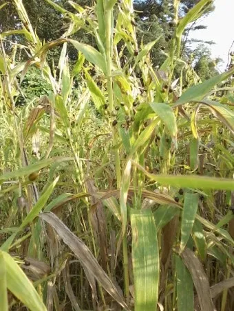 율무 재배 배수로 확보 여름 장마 대비 건조 수확_9