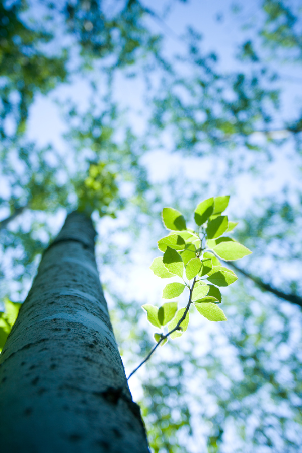 수목 내 탄소 저장과 고정 능력