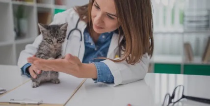 반려동물 보험 관련 사진