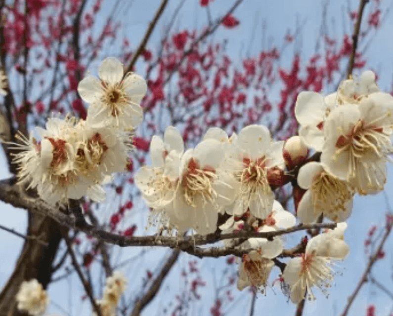 2024 양산 원동 순매원 매화축제 기간 및 장소 기차 셔틀버스 알아보기