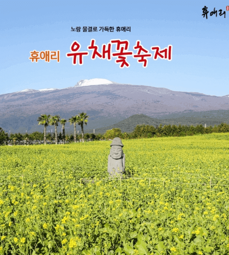 휴애리 유채꽃축제