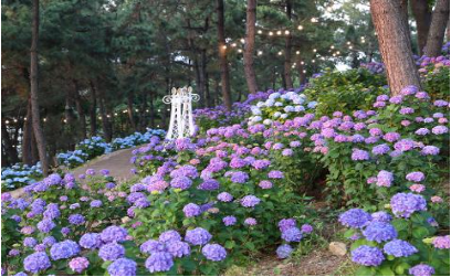 장생포 수국축제 주차장5