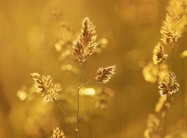 금시세 1돈가격 팔때 살때