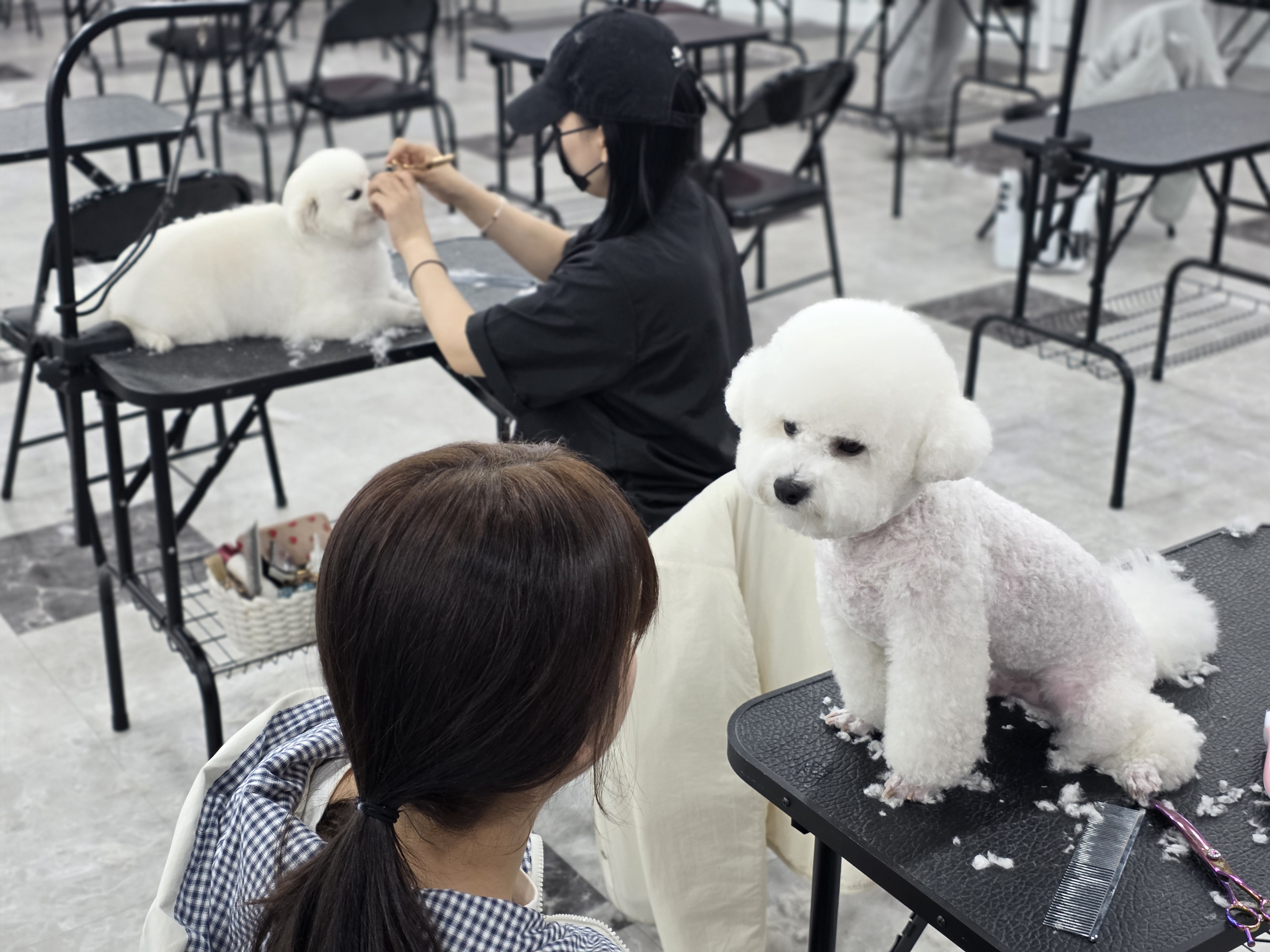 수내애견미용학원 이바우펫이 유명한 이유