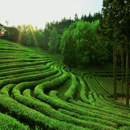 유방암에 좋은음식