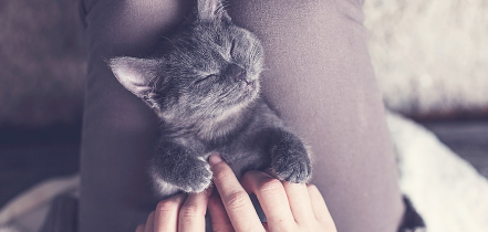 고양이