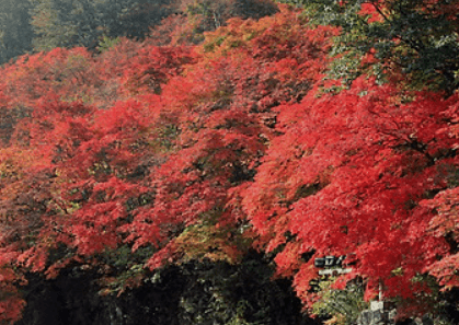 태백시 철암 단풍군락지