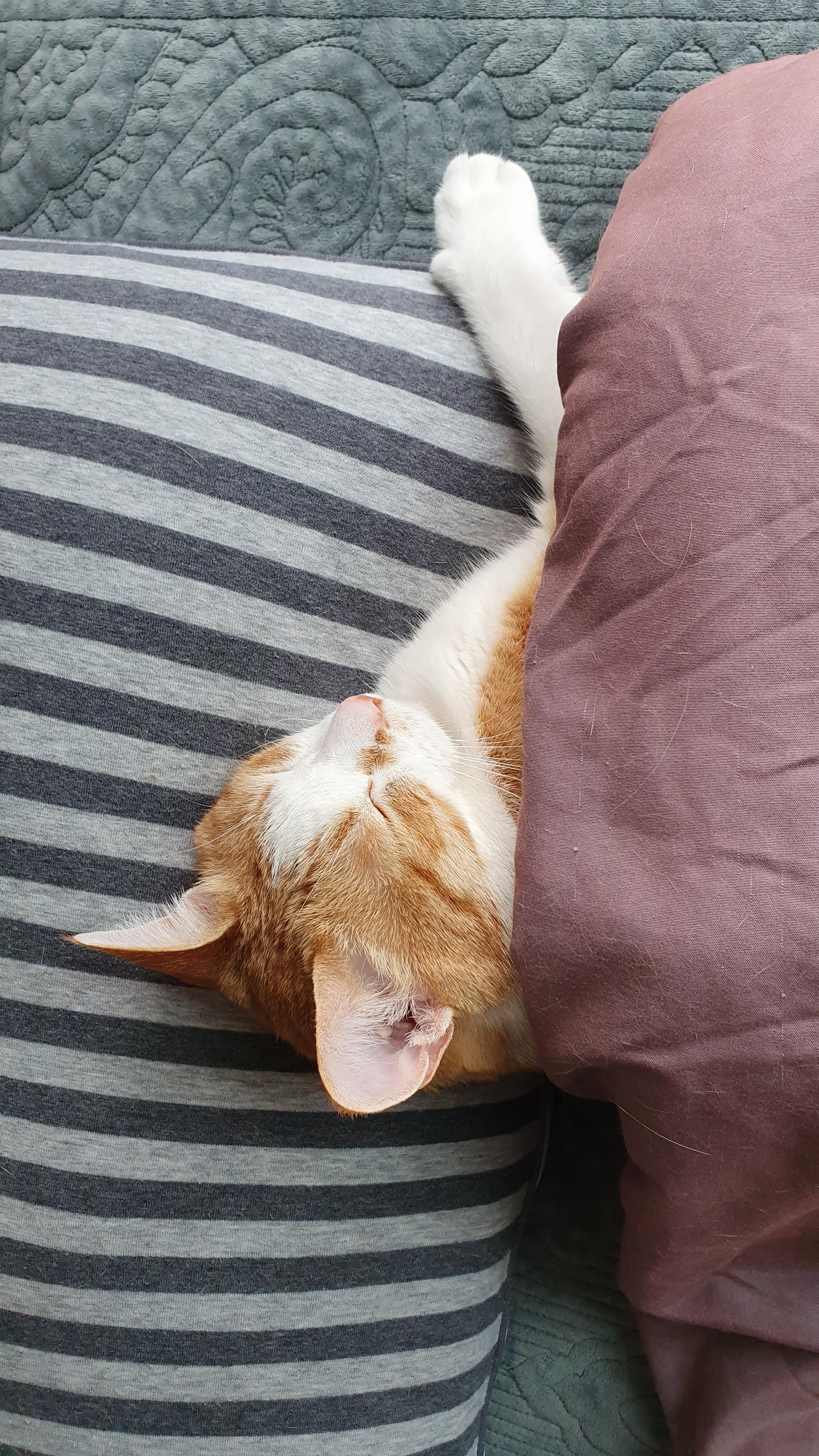 사람처럼 자는 고양이, 치즈냥이 호야.