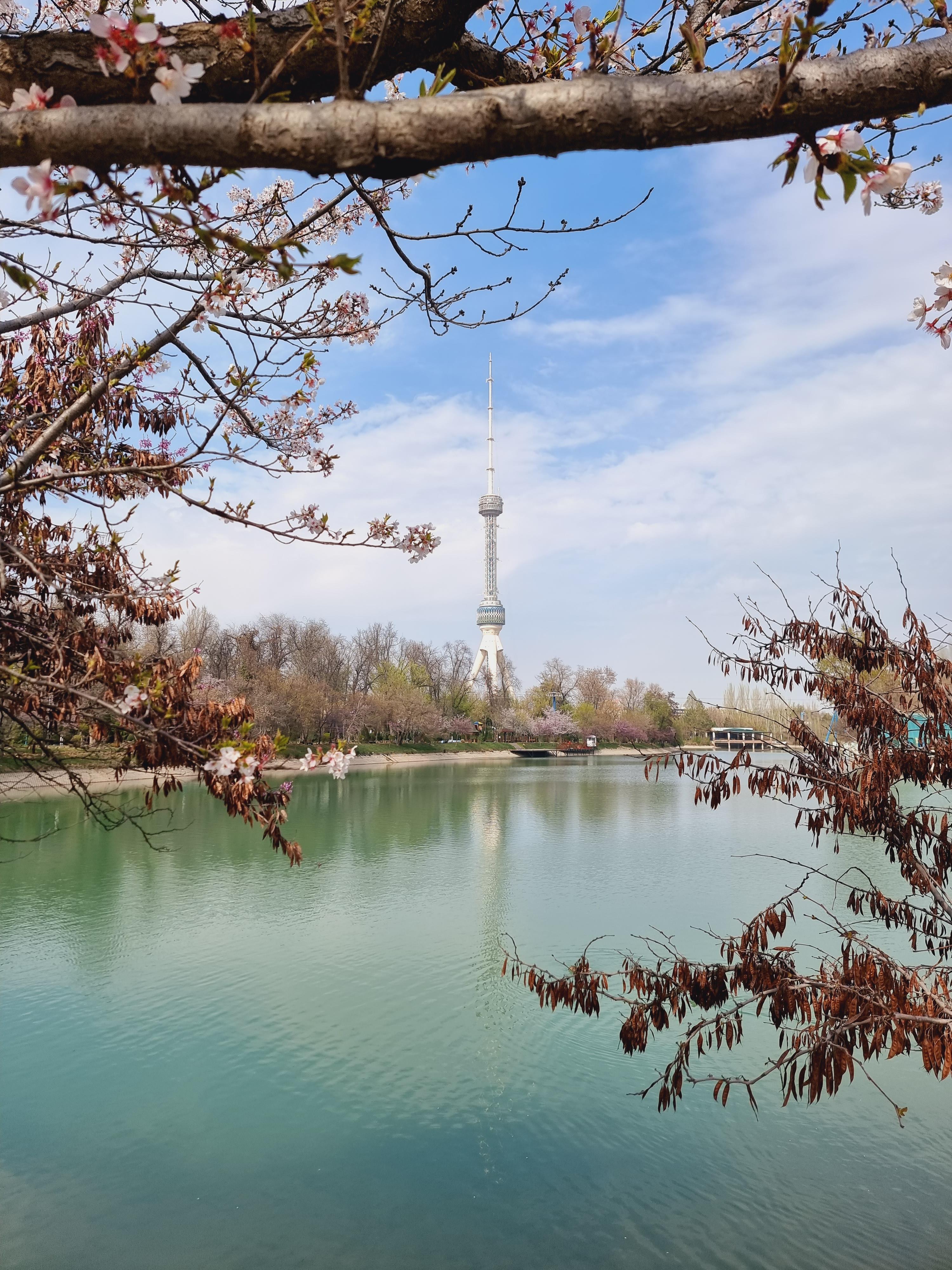 일본정원 인근의 벚꽃나무들과 호수