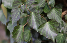 두릅 채취 시기 및 6가지 효능 (+ 요리 장아찌 만드는 법 보관법)