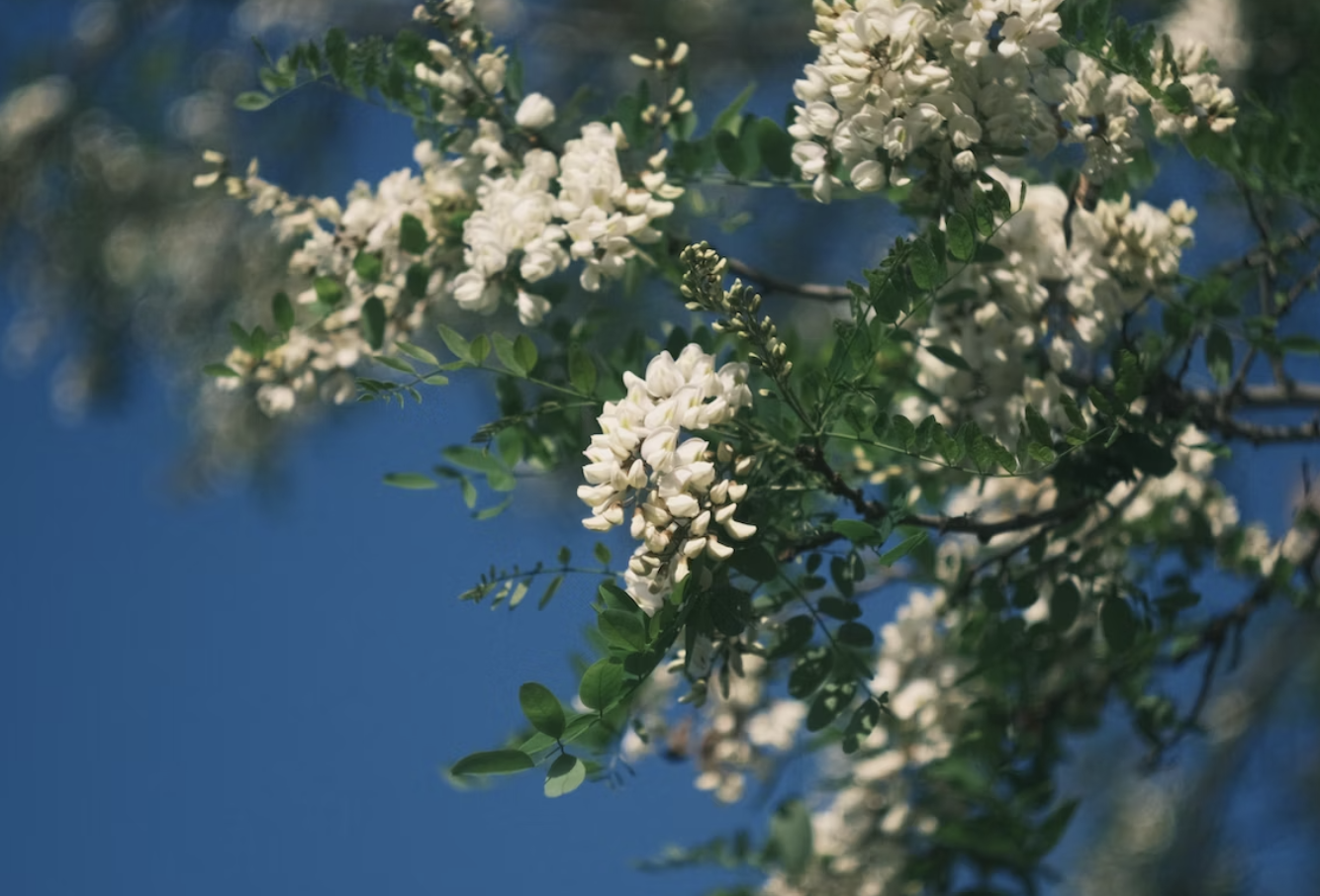 아카시아 꽃의 효능과 꽃말 만들기 베스트 3가지