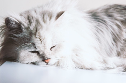 자고 있는 페르시아 고양이.