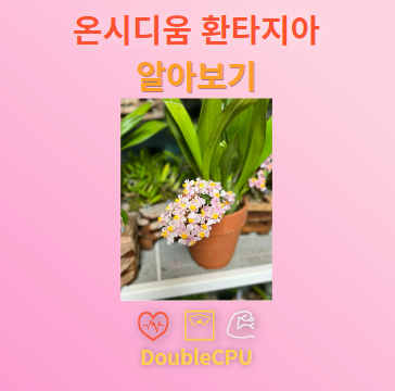 온시디움 환타지아 탐구