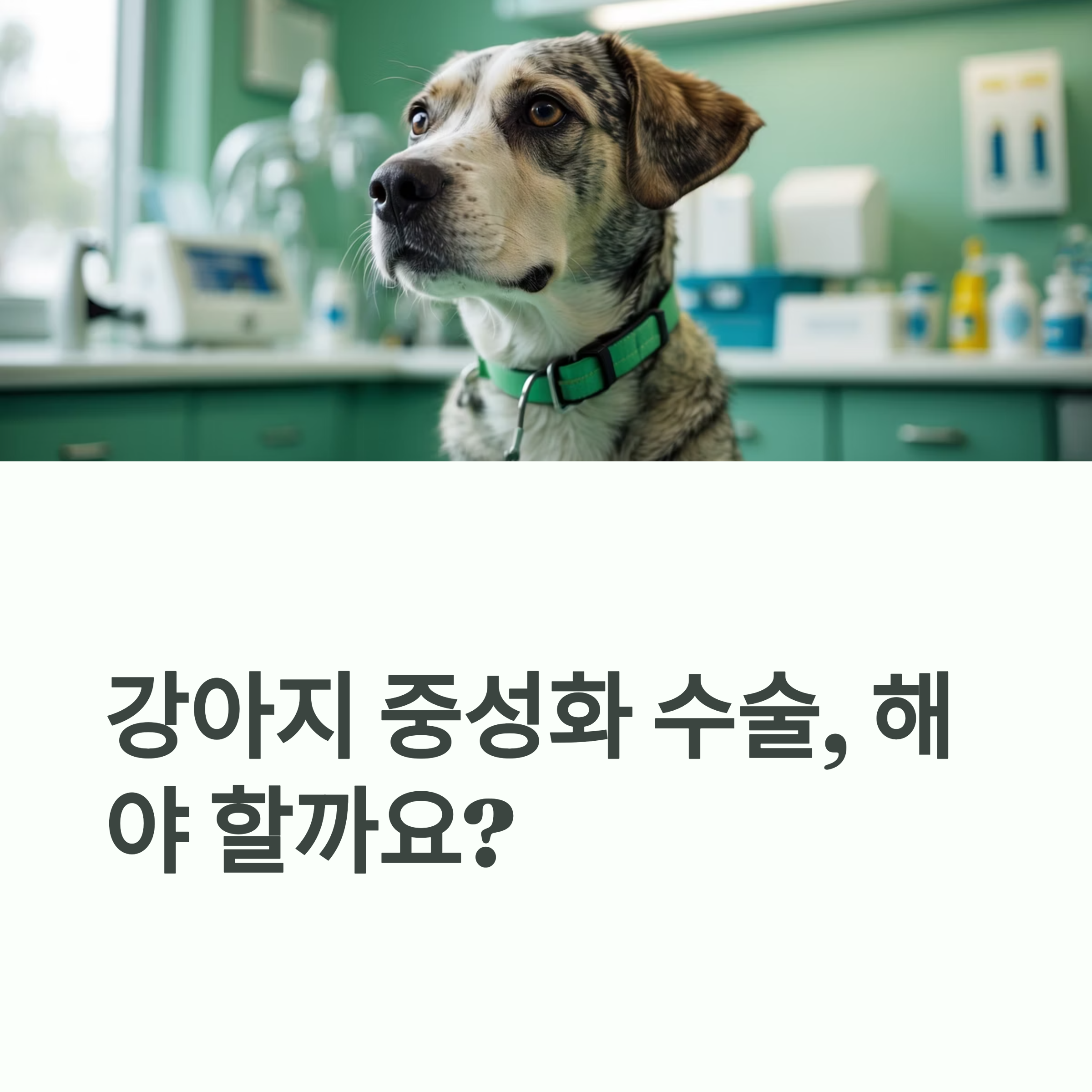 강아지중성화, 반려견수술, 중성화장단점, 강아지건강관리, 수술시기, 반려동물병원, 넥카라관리, 수술후회복, 강아지비만예방, 동물보호지원