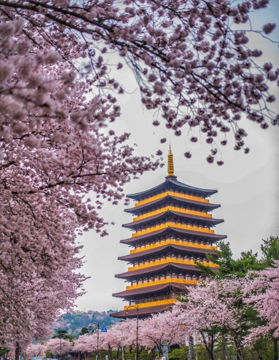 경주 벚꽃