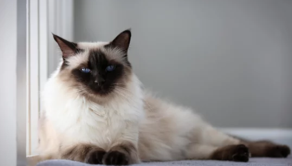 샴고양이/출처:어도비스톡