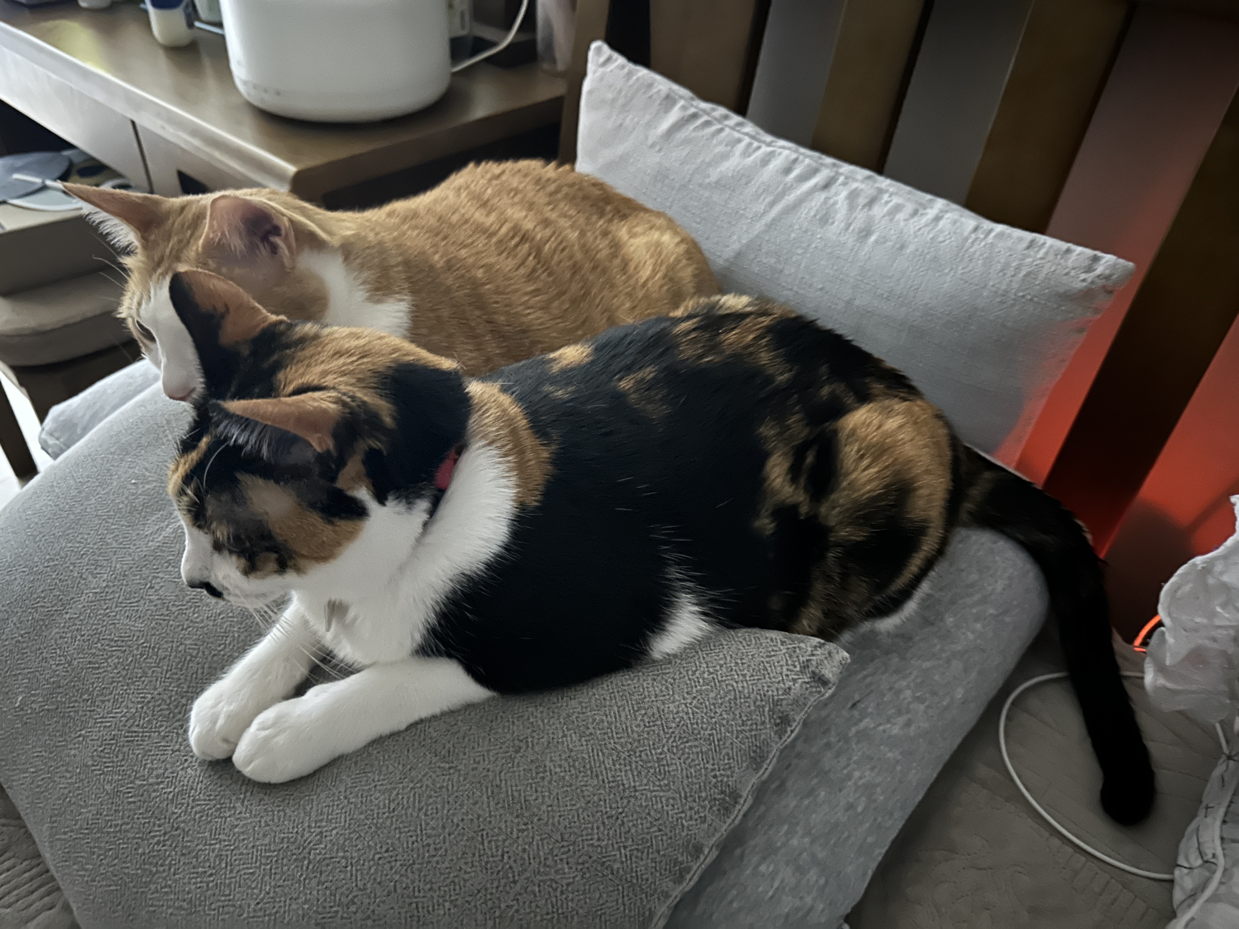 쿠션 하나를 나눠쓰는 다정한 고양이 커플 호야랑 다다 (feat.집사는 잘곳을 잃고 방황을..)