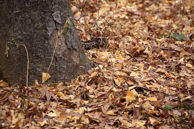 친환경 꽃 재배를 위한 유기농 방법