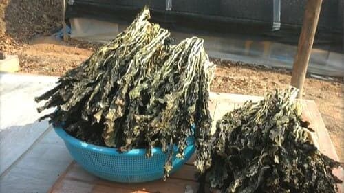 무청시래기-효능-효과