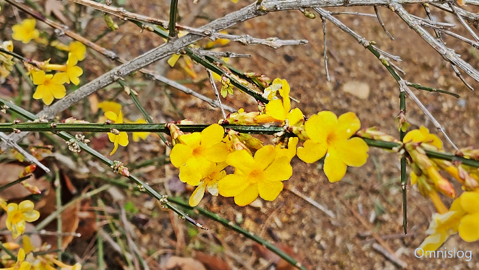 영춘화(迎春花) Jasminum nudiflorum.