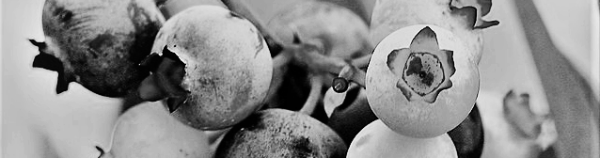 블루베리 키우기: 주 1~2회 깊이