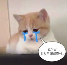 눈물을-흘리며-흐아앙-아무것도-모르면서-하고서-서러워-하는-황색-고양이