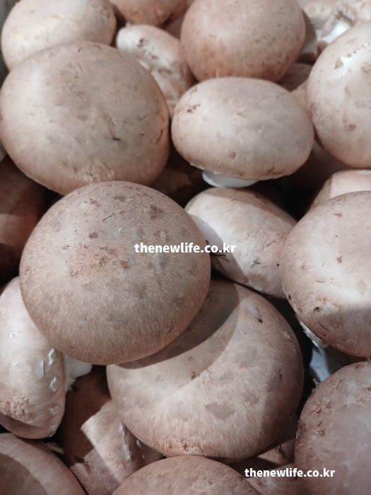 양송이버섯 효능의 핵심인 높은 단백질과 영양가치를 보여주는 실물 사진