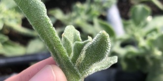 생방송 오늘 아침 아이스플랜트 얼음채소 주문 방법(암 예방 확률 2배) 관련사진