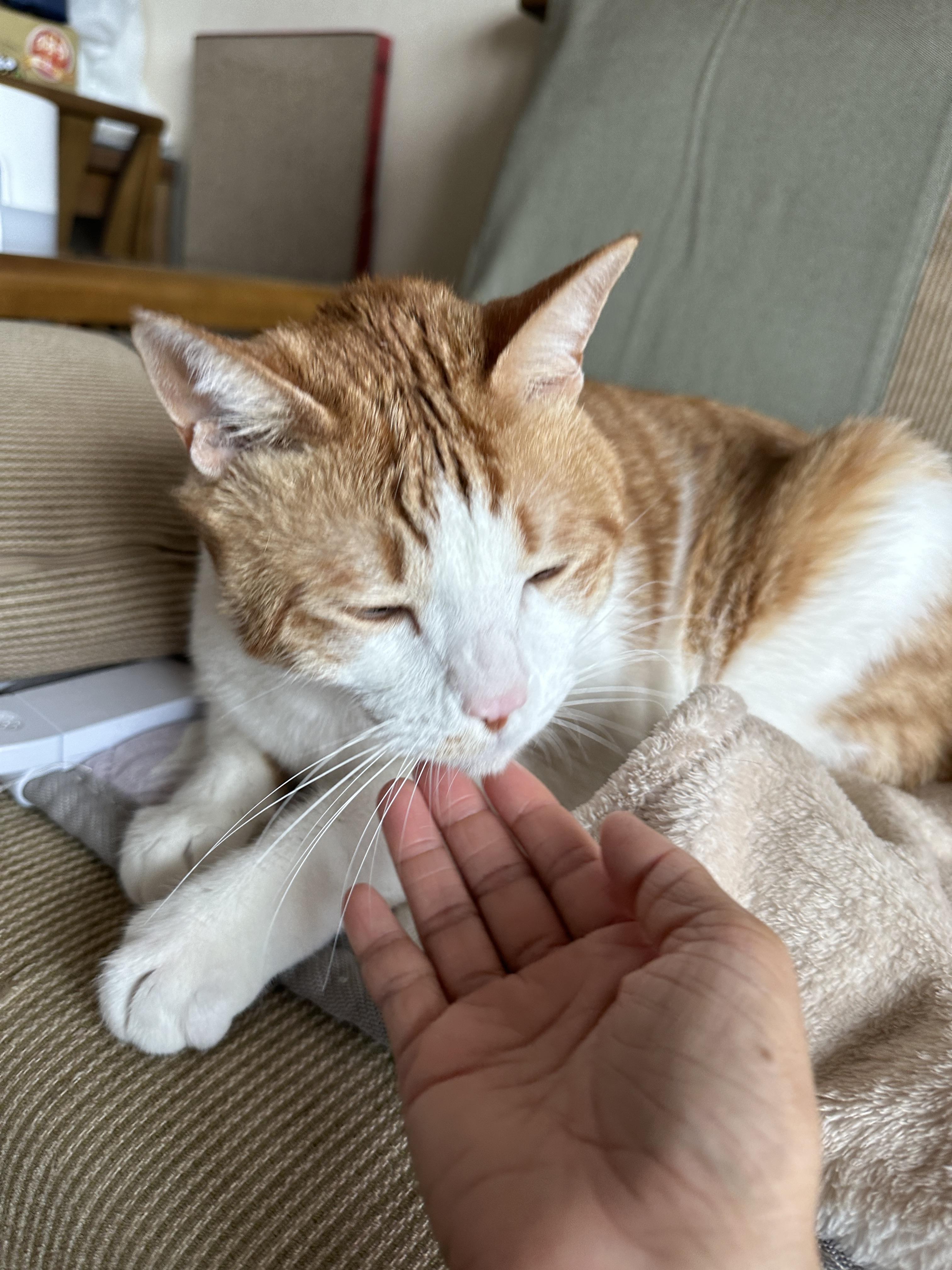 잠투정이 너무 사랑스러운거 아니오!(feat.엄마손에 부비부비하는 막둥이)