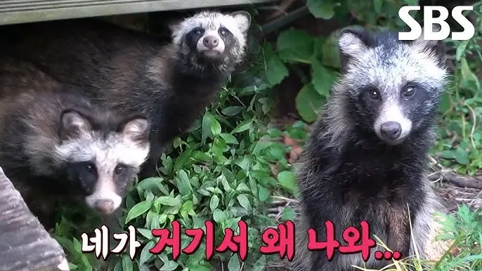 야생 너구리 도시 특징 매력 성격_7