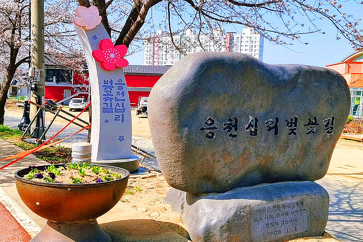음성 응천십리벚꽃길