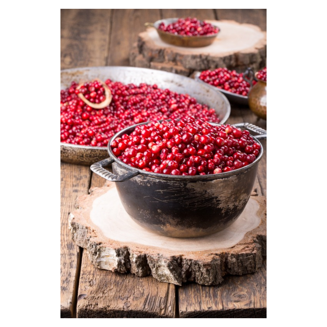 구기자와 관련된 사진입니다.