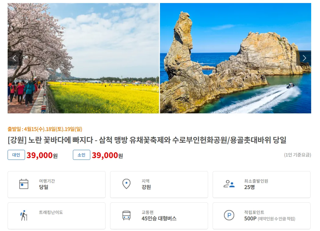 강원도 삼척 맹방 유채꽃 여행자클럽 버스 투어