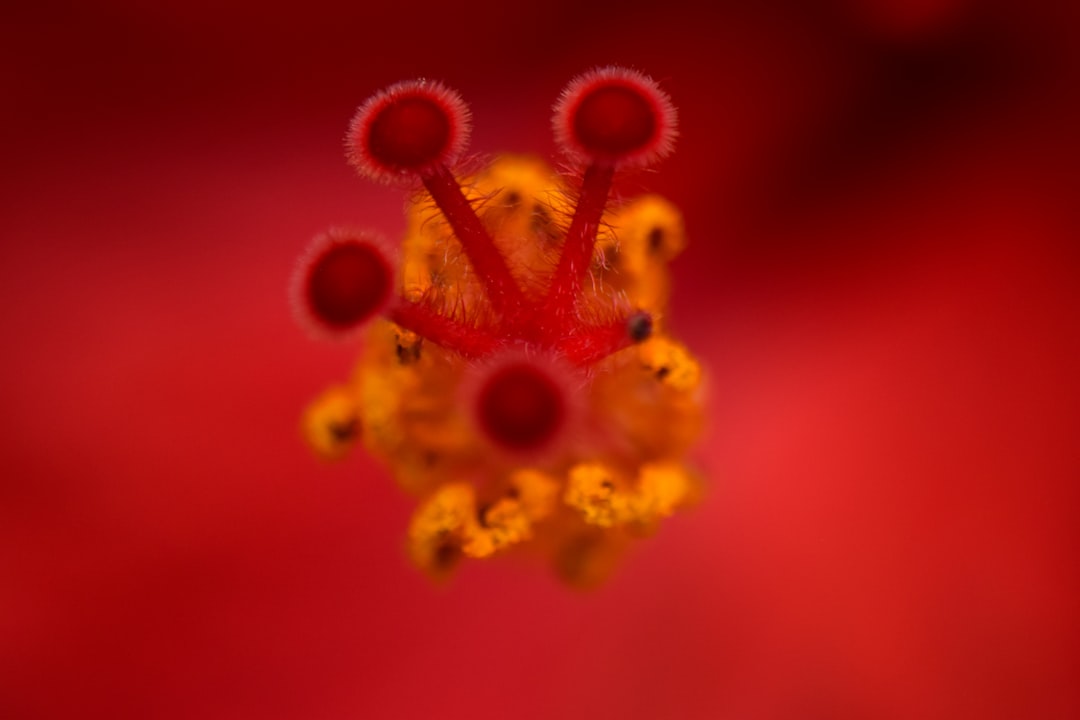 Donor