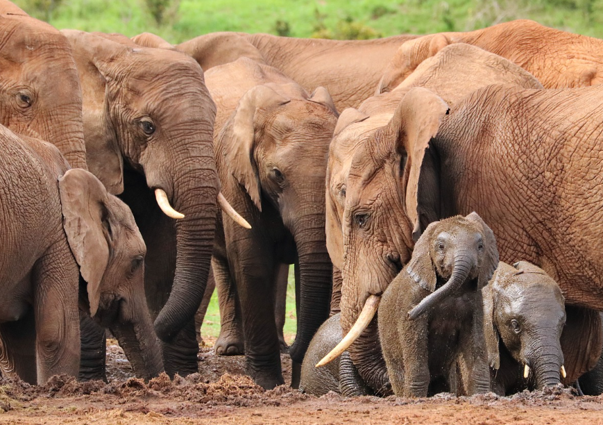 코끼리 상아 금지령이 시장에 미친 영향 &ndash; 정책 변화가 불법 거래와 경제에 미친 사례 연구