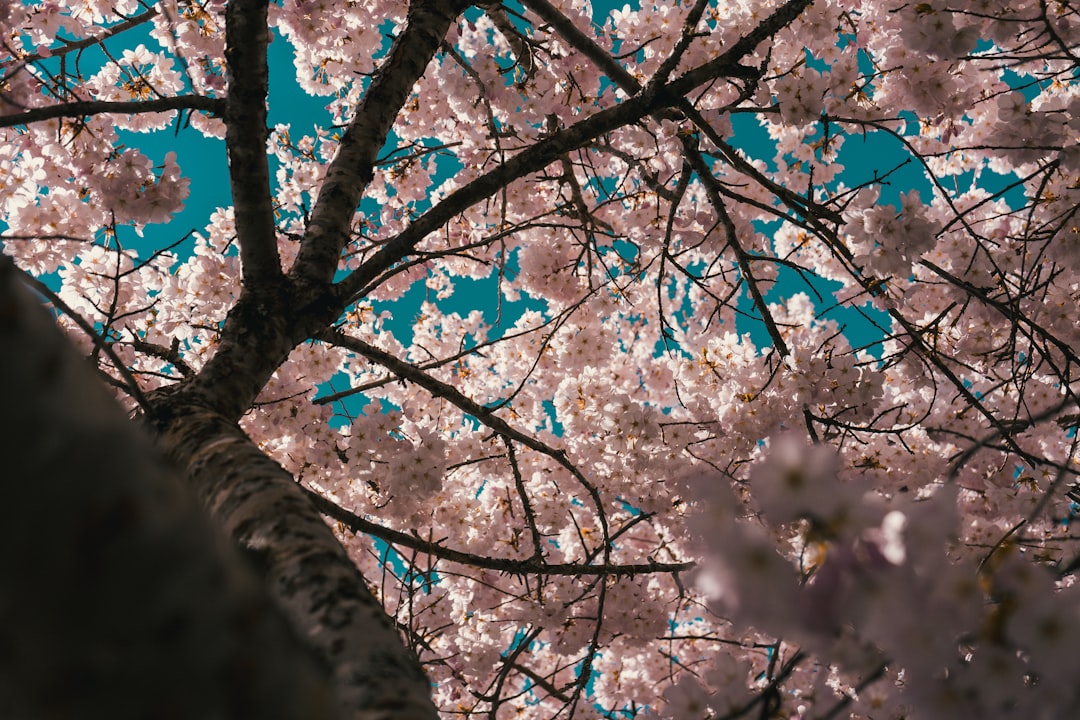 Cherry blossom.