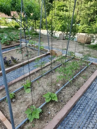 지지대 설치 방법 고추 토마토 참외 수박 쓰러짐 예방_20
