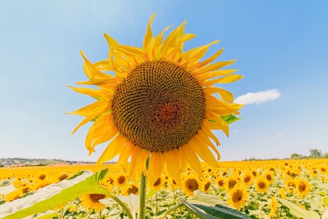 태백 해바라기 축제