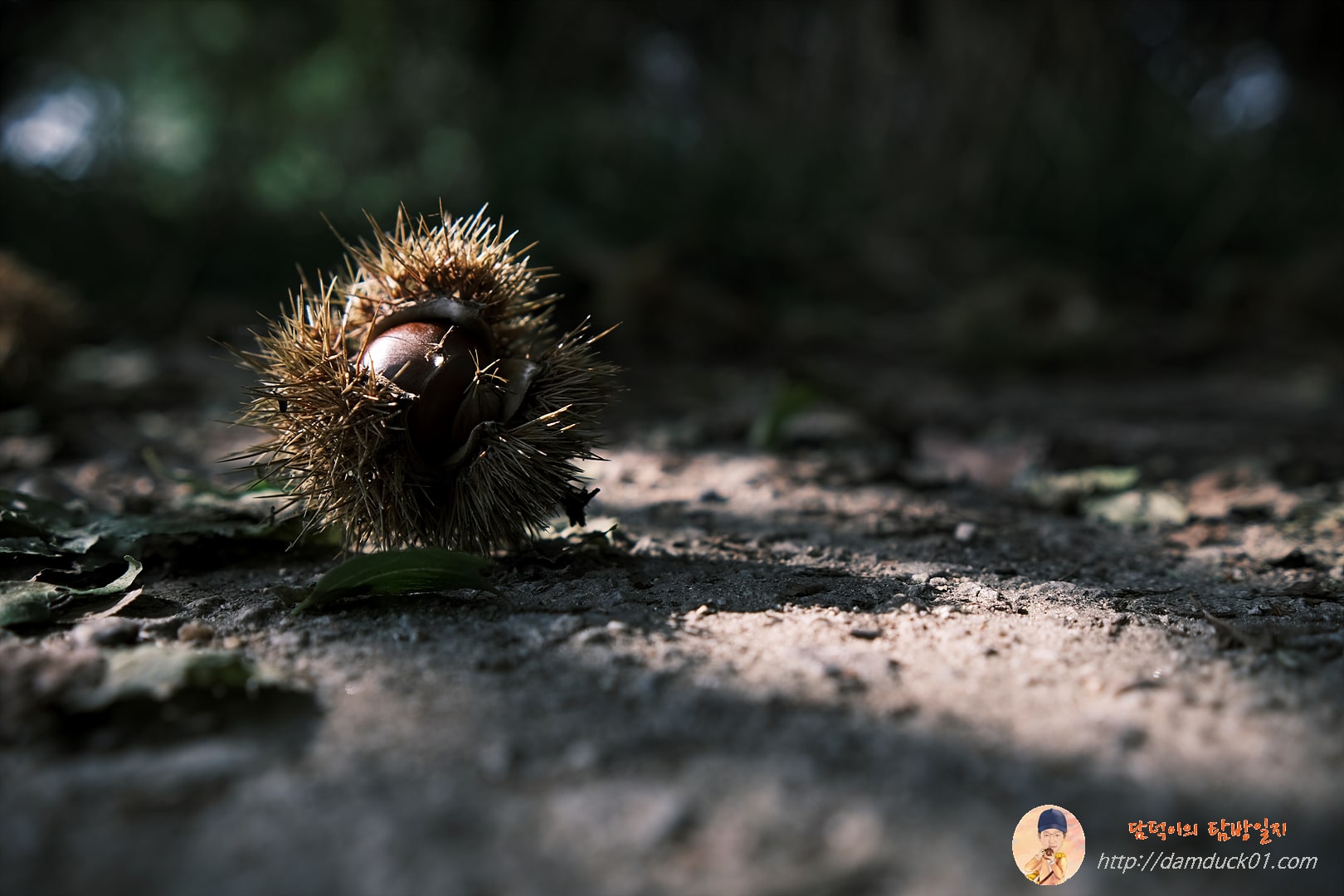 가을-밤-시골-담덕이의탐방일지