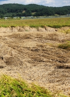 2025 농업직불금 지급시기 신청방법 