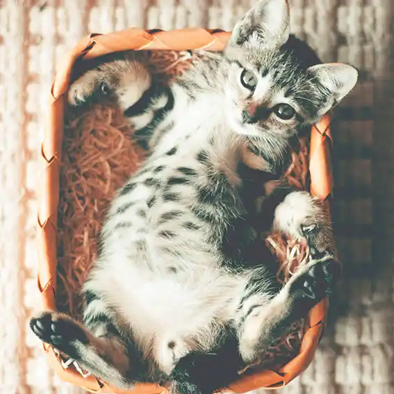 고양이 동물등록