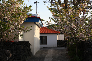 제주겹벚꽃 #제주여행 #제주봄꽃명소 #제주도겹벚꽃 #제주사진맛집 #4월제주여행 #겹벚꽃명소 #제주시겹벚꽃 #서귀포겹벚꽃 #제주봄여행추천