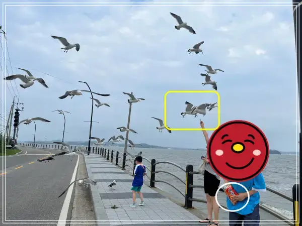 새우깡보고-몰려드는-갈매기-떼