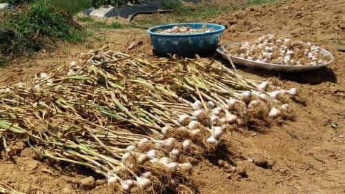 마늘-수확