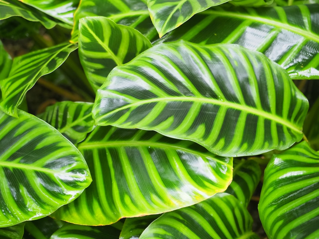 개운죽 (Calathea)