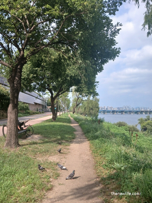 서울 한강변의 여름 산책로. 자전거를 타다 나무 그늘 아래 쉬는 사람과 비둘기들이 보이며, 도심과 자연이 어우러진 산책 풍경.