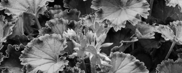 제라늄 종류: 팬시 제라늄 (펠라고늄)