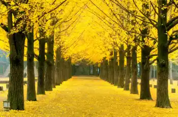 은행 열매 가격 및 효능, 영양성분과 부작용