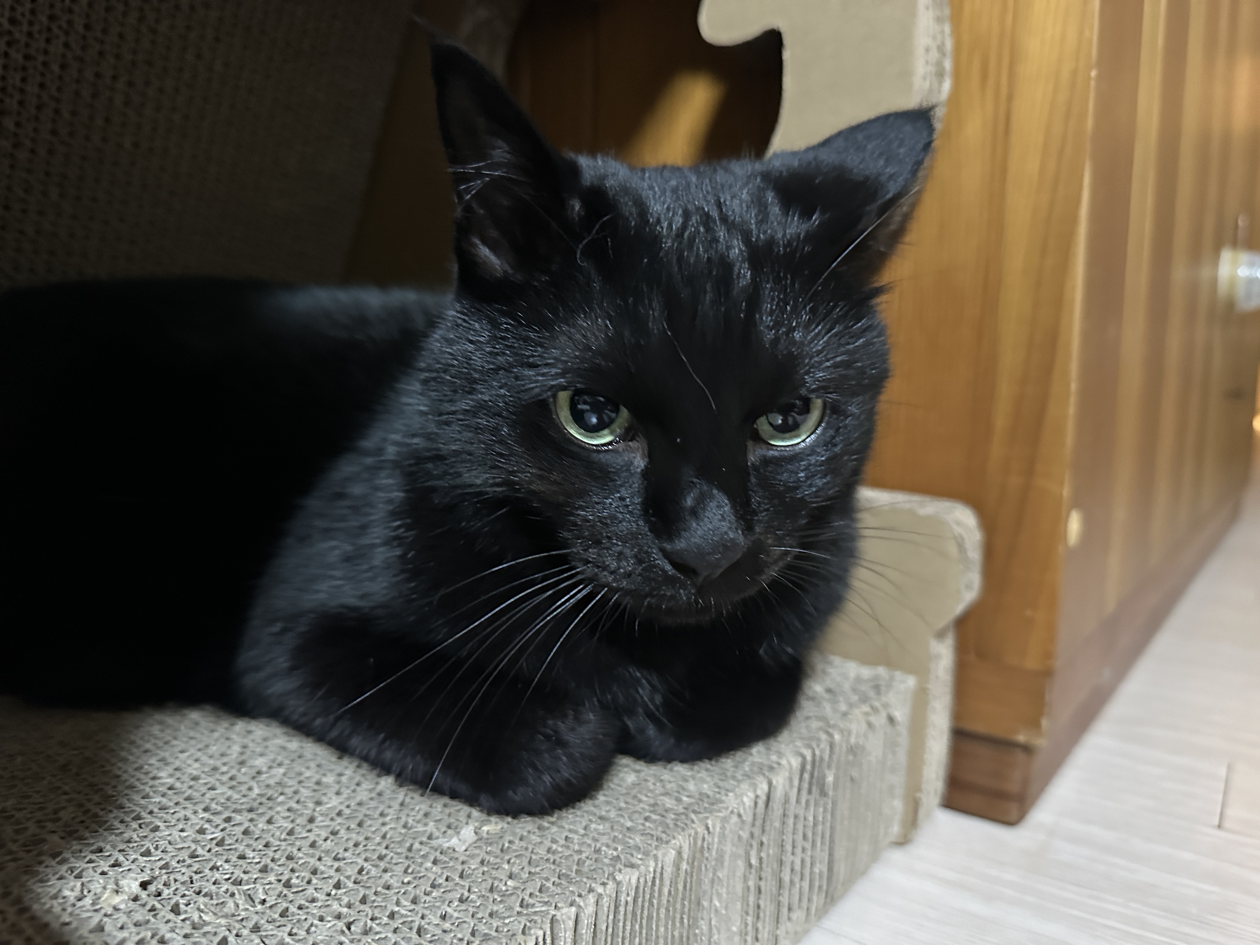 공룡_스크래쳐_안에_자리_잡은_올블랙고양이_건이_7